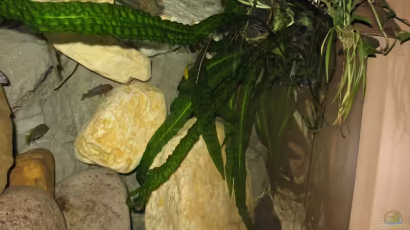 Pflanzen im Aquarium Becken 1650 von Björn Bönsch (7)