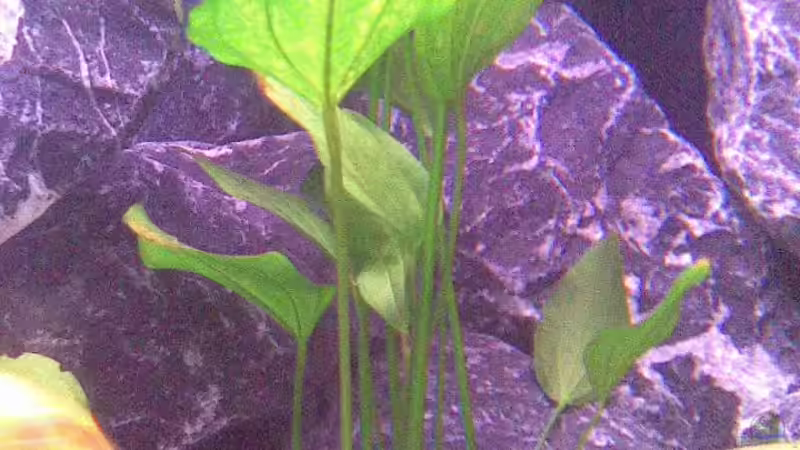 Pflanzen im Aquarium Becken 16603 von Mr_Malawi (3)