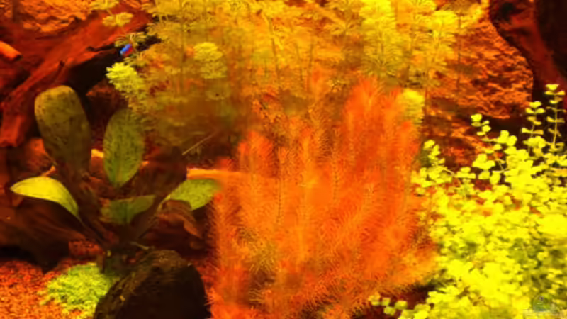 Pflanzen im Aquarium Becken 16618 von Daniel O. (11)