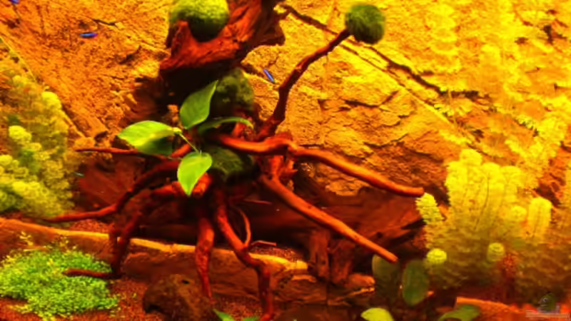 Pflanzen im Aquarium Becken 16618 von Daniel O. (12)