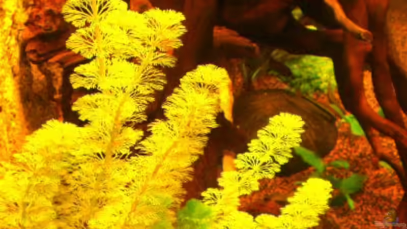 Pflanzen im Aquarium Becken 16618 von Daniel O. (6)