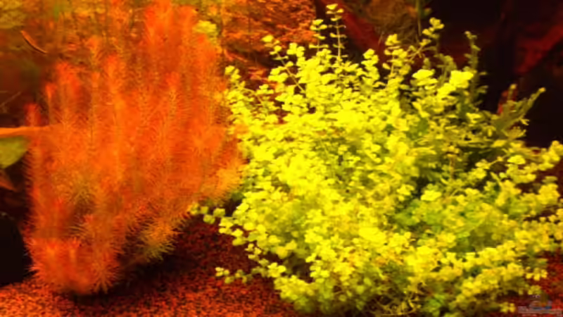 Pflanzen im Aquarium Becken 16618 von Daniel O. (8)