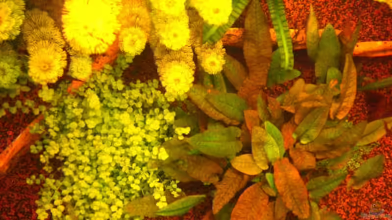 Pflanzen im Aquarium Becken 16618 von Daniel O. (9)