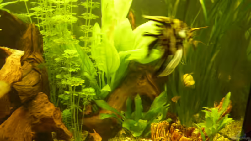 Pflanzen im Aquarium Becken 16650 von Josef Braun (10)