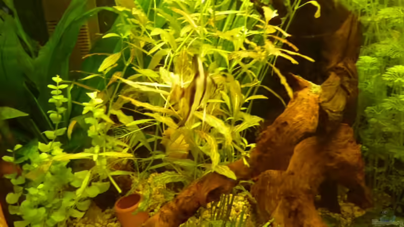 Pflanzen im Aquarium Becken 16650 von Josef Braun (12)