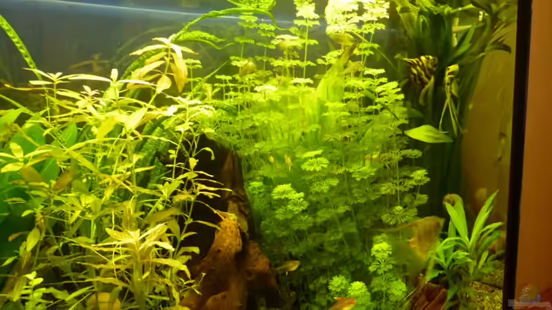 Pflanzen im Aquarium Becken 16650 von Josef Braun (13)