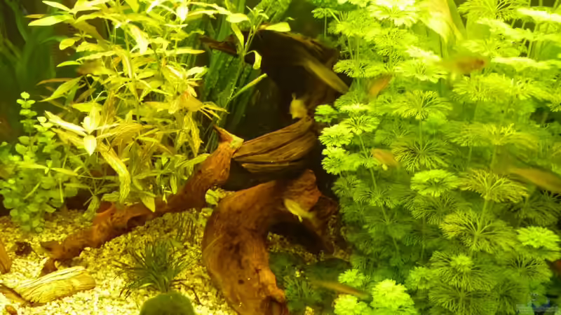 Pflanzen im Aquarium Becken 16650 von Josef Braun (14)