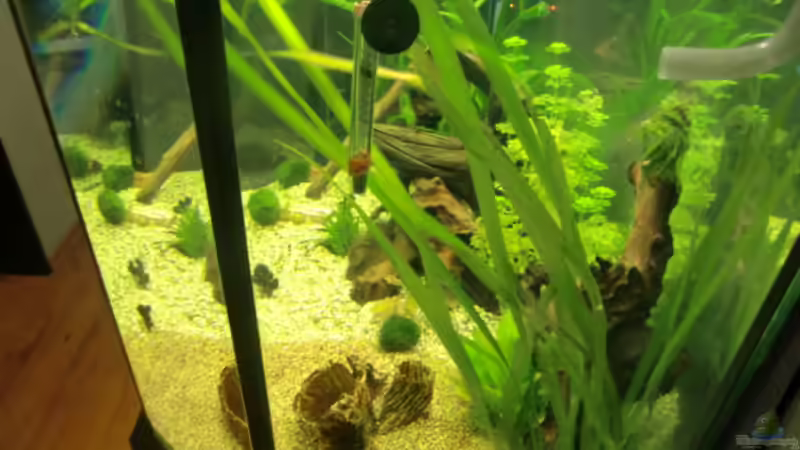 Pflanzen im Aquarium Becken 16650 von Josef Braun (5)