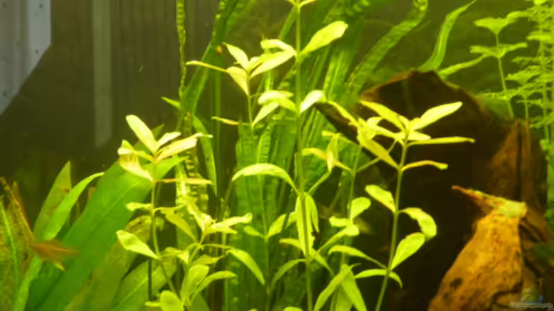 Pflanzen im Aquarium Becken 16650 von Josef Braun (7)