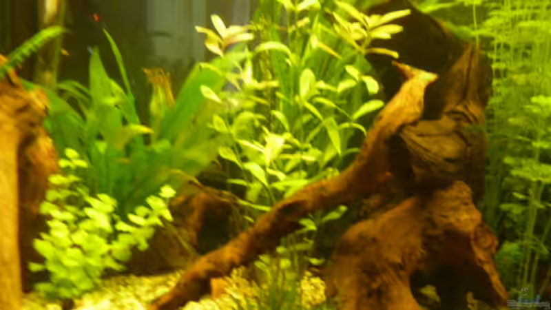 Pflanzen im Aquarium Becken 16650 von Josef Braun (8)