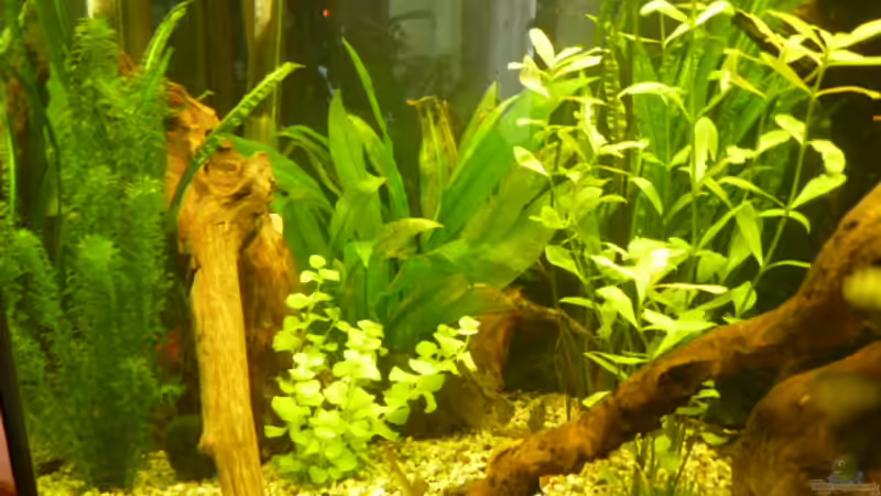 Pflanzen im Aquarium Becken 16650 von Josef Braun (9)