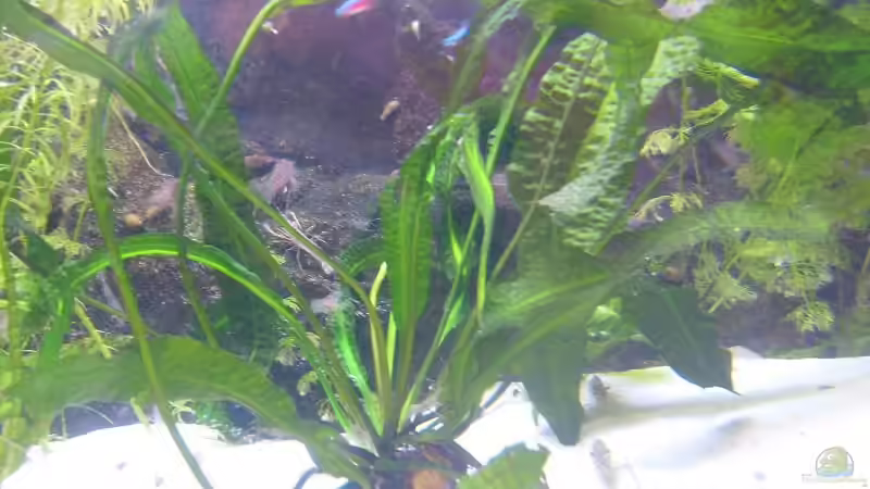 Pflanzen im Aquarium Becken 16666 von Andreas L (13)