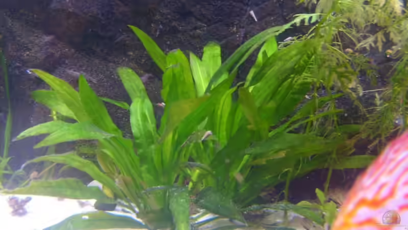Pflanzen im Aquarium Becken 16666 von Andreas L (14)