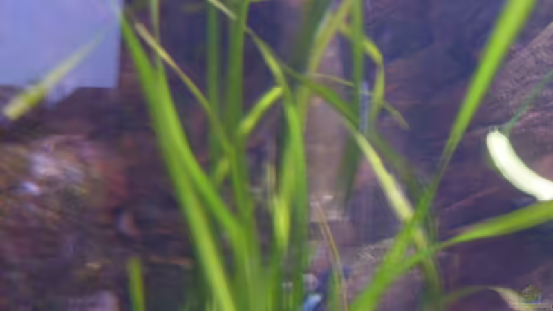 Pflanzen im Aquarium Becken 16666 von Andreas L (15)