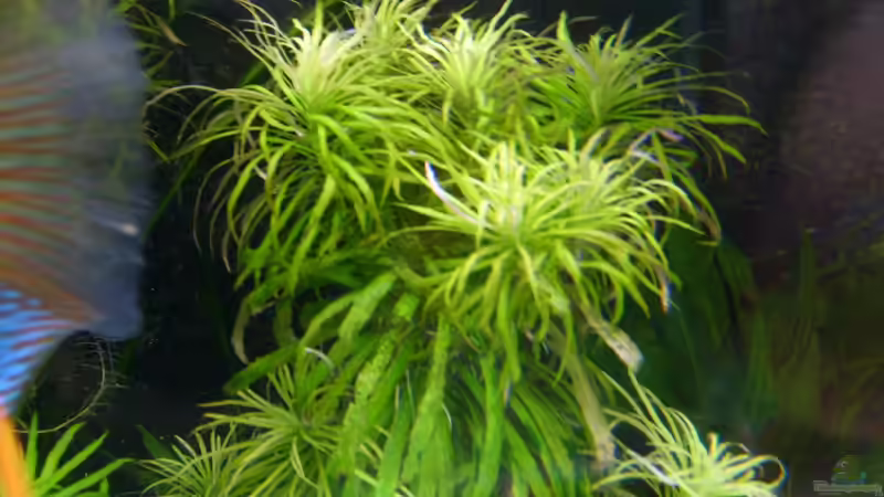 Pflanzen im Aquarium Becken 16666 von Andreas L (17)