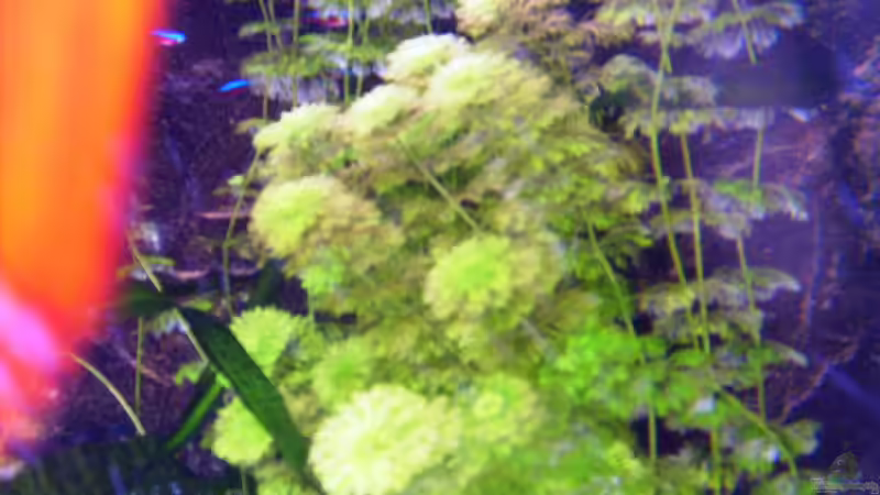 Pflanzen im Aquarium Becken 16666 von Andreas L (18)