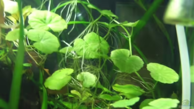 Pflanzen im Aquarium Becken 16778 von Thomas Burger (3)