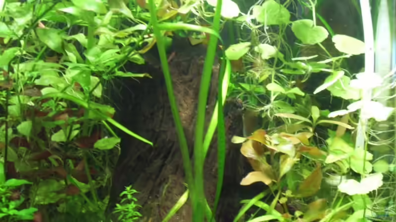 Pflanzen im Aquarium Becken 16778 von Thomas Burger (4)