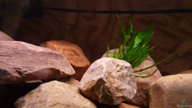 Pflanzen im Aquarium Becken 16807 von Chimbwe (11)