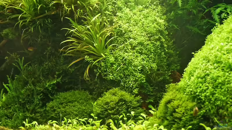 Pflanzen im Aquarium Becken 1681 von Ingrid Jung (6)