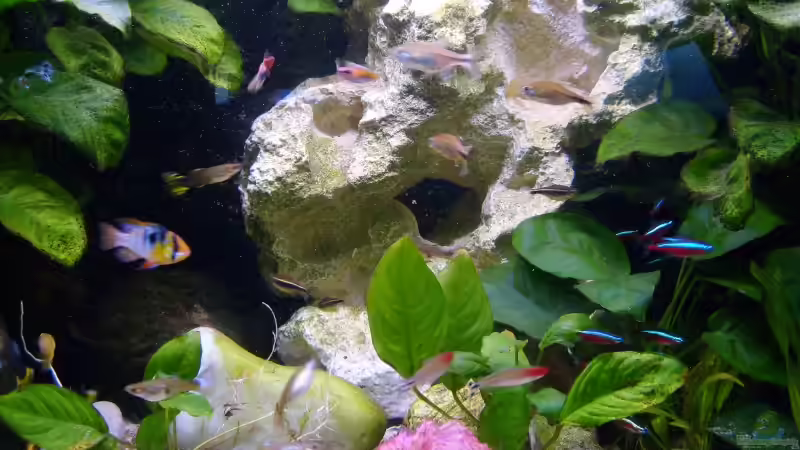 Pflanzen im Aquarium Becken 16890 von Kimberly L (3)