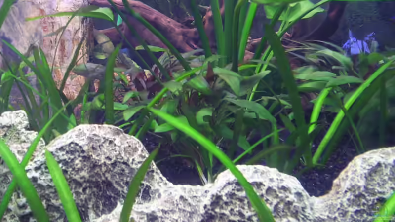 Pflanzen im Aquarium Becken 16964 von Zeus (11)