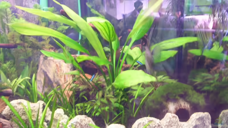 Pflanzen im Aquarium Becken 16964 von Zeus (7)