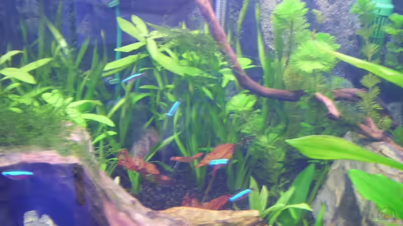 Pflanzen im Aquarium Becken 16964 von Zeus (8)