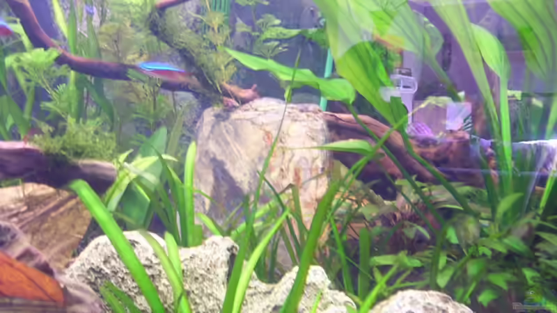 Pflanzen im Aquarium Becken 16964 von Zeus (9)