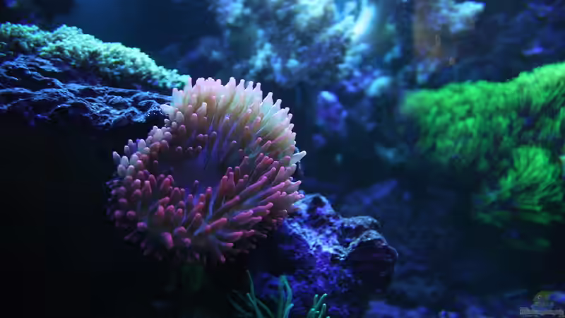 Pflanzen im Aquarium Becken 16967 von Marco Vasev (10)