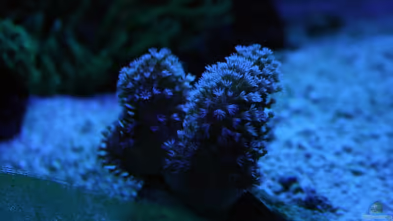 Pflanzen im Aquarium Becken 16967 von Marco Vasev (12)