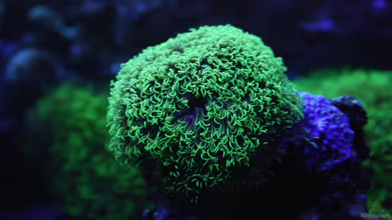 Pflanzen im Aquarium Becken 16967 von Marco Vasev (13)