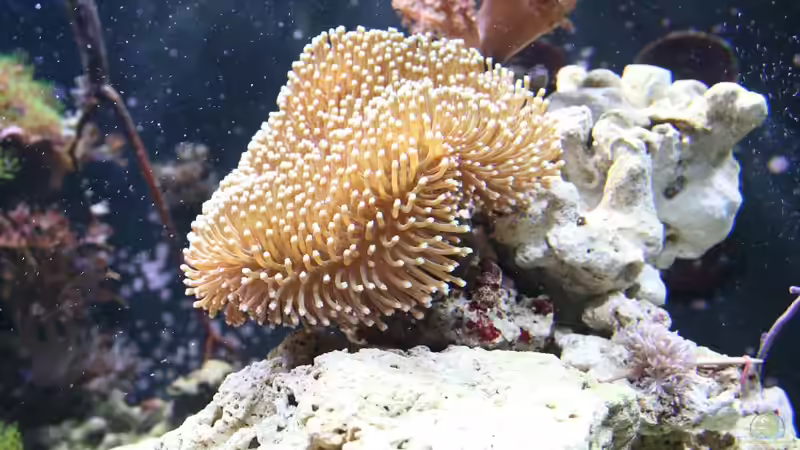 Pflanzen im Aquarium Becken 16967 von Marco Vasev (16)