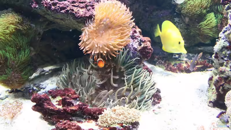 Pflanzen im Aquarium Becken 16967 von Marco Vasev (17)