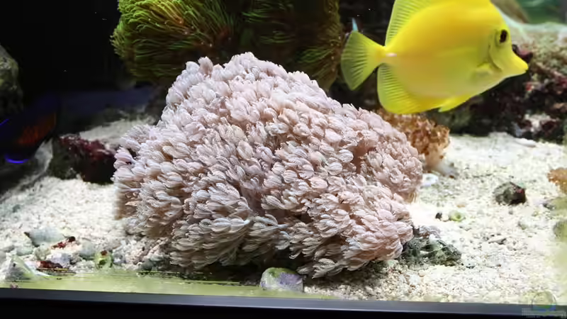 Pflanzen im Aquarium Becken 16967 von Marco Vasev (18)