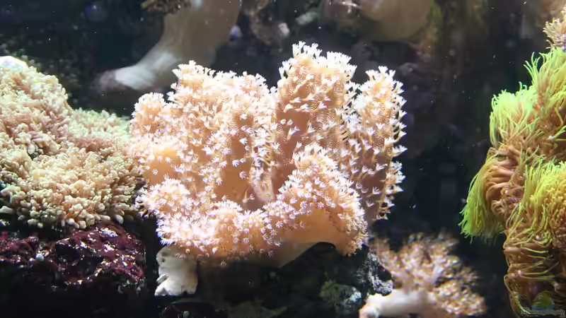 Pflanzen im Aquarium Becken 16967 von Marco Vasev (21)