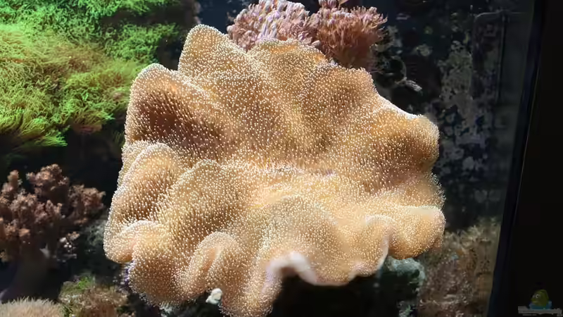 Pflanzen im Aquarium Becken 16967 von Marco Vasev (23)