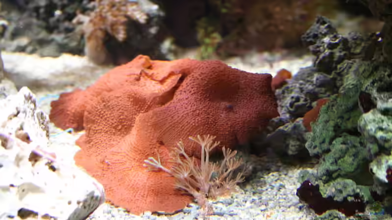 Pflanzen im Aquarium Becken 16967 von Marco Vasev (24)