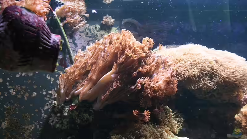 Pflanzen im Aquarium Becken 16967 von Marco Vasev (25)