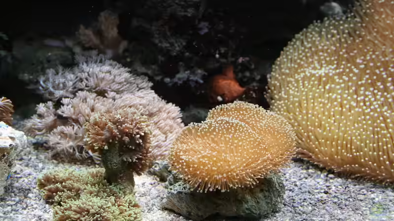 Pflanzen im Aquarium Becken 16967 von Marco Vasev (26)