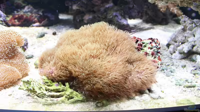 Pflanzen im Aquarium Becken 16967 von Marco Vasev (7)