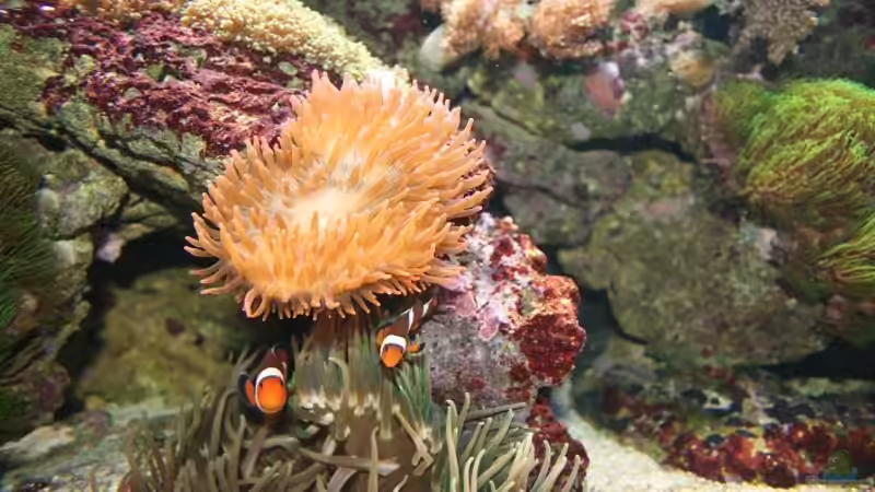 Pflanzen im Aquarium Becken 16967 von Marco Vasev (8)