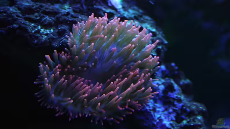 Pflanzen im Aquarium Becken 16967 von Marco Vasev (9)