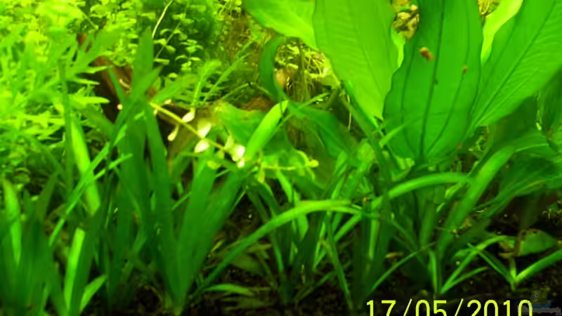 Pflanzen im Aquarium Becken 16979 von Zeus (10)