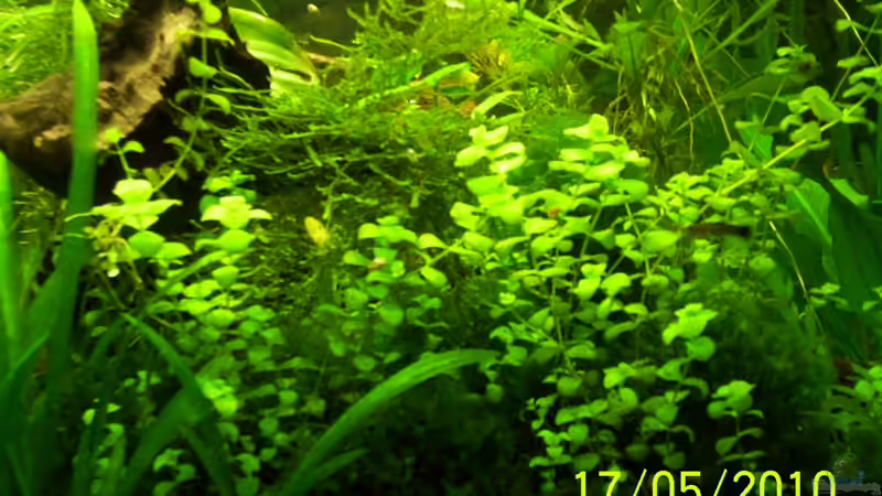 Pflanzen im Aquarium Becken 16979 von Zeus (11)