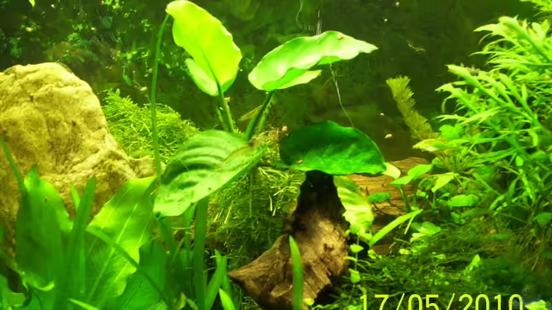 Pflanzen im Aquarium Becken 16979 von Zeus (6)