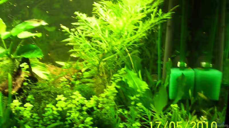 Pflanzen im Aquarium Becken 16979 von Zeus (7)