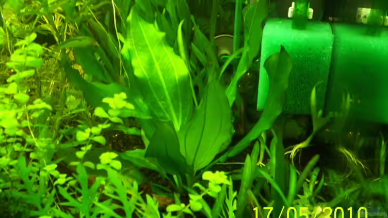 Pflanzen im Aquarium Becken 16979 von Zeus (8)