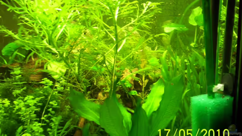 Pflanzen im Aquarium Becken 16979 von Zeus (9)