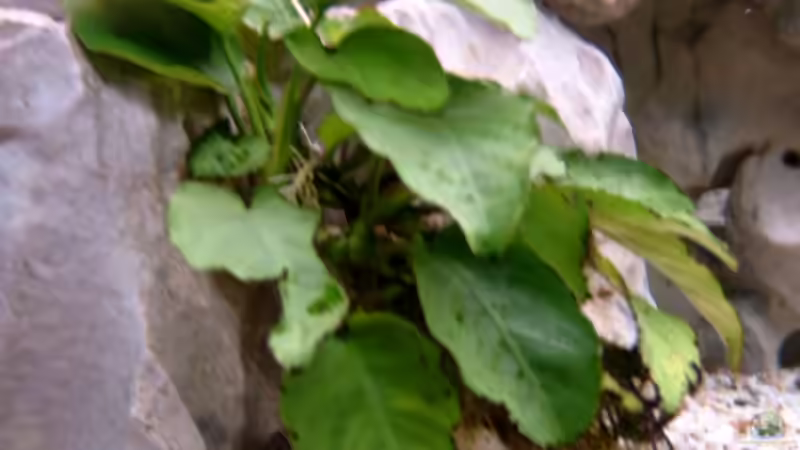 Pflanzen im Aquarium Becken 1712 von Josef Knauer (10)